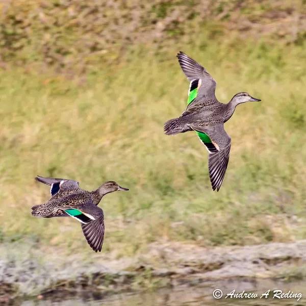 green-winged teal by Andrew Reding is licensed under CC BY-NC-ND 2.0.